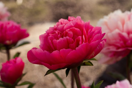 Richly colored petals of Lorelei peony. Roots from Brooks Gardens, Oregon 