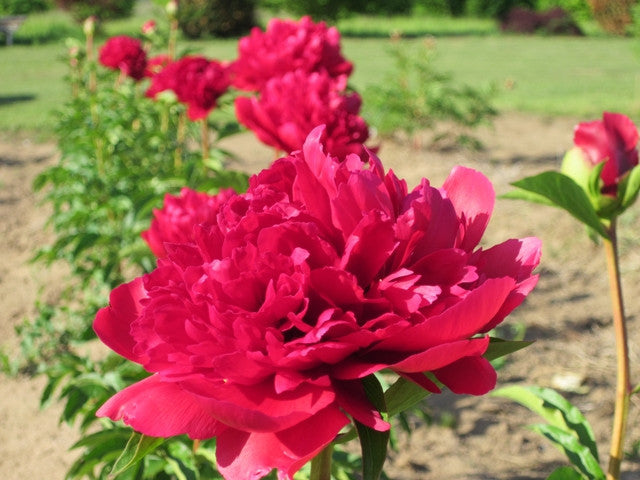 Bright red, no stake, upright peony Many Happy Returns. Plants and roots for sale at Brooks Gardens, Brooks, OR peony farm. 