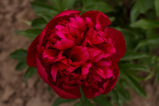 Many Happy Returns red peony plant that stands up to most weather. Roots and plants at Brooks Gardens farm.
