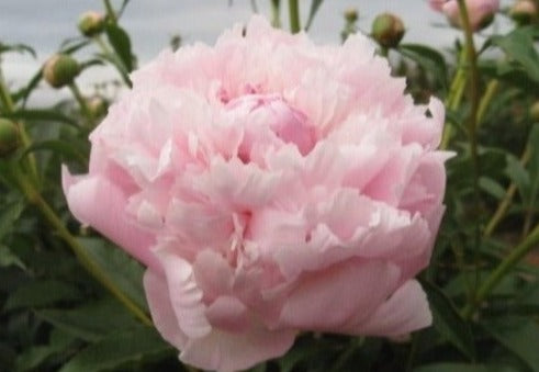 Marie Crousse lilac rose heirloom peony. Roots and plants from Brooks Gardens Oregon peony farm. 
