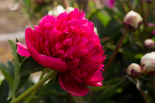 Pink with red tones, softens to light pink, a favorite peony at Brooks Gardens is Mary Jo Legare. Photo copyright  @brooksgardens. 