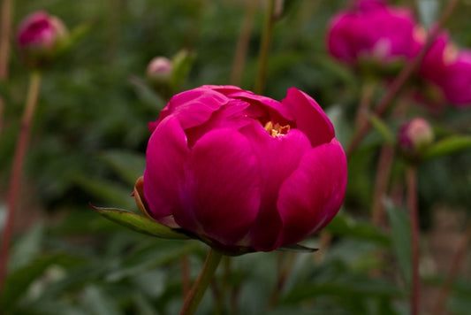 Mikado peony Brooks Gardens Oregon farm