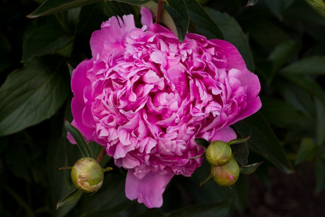 Mons. Jules Elie - Brooks Gardens Peonies 