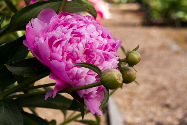 Mons. Jules Elie - Brooks Gardens Peonies 