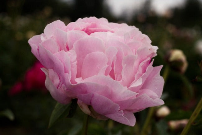 Most fragrant blush pink peony Myrtle Gentry. Buy roots plants. Photo copyright @brooksgardens. 