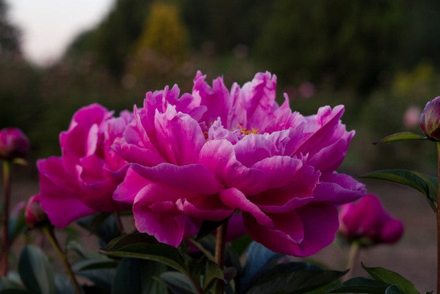 Upright, no stake peony, sturdy plant, pink flowers -Nice Gal at Brooks Gardens Peonies 