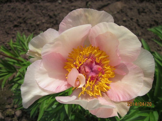 Nosegay - Brooks Gardens Peonies 