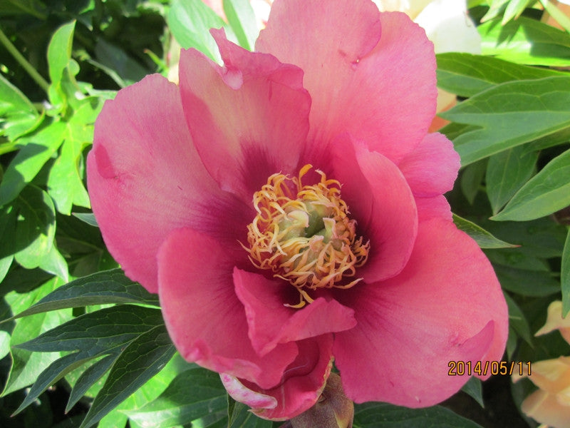 Old Rose Dandy Itoh peony - Brooks Gardens Peonies 