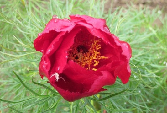 Paeonia tenuifolia single red flowers, fine fernleaf foliage. Roots for sale at Brooks Gardens peony farm. 