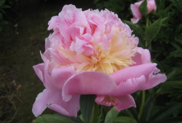 A full fluffy pink and yellow cream peony Pink Lemonade roots for sale. A frilly fragrant garden peony. 
