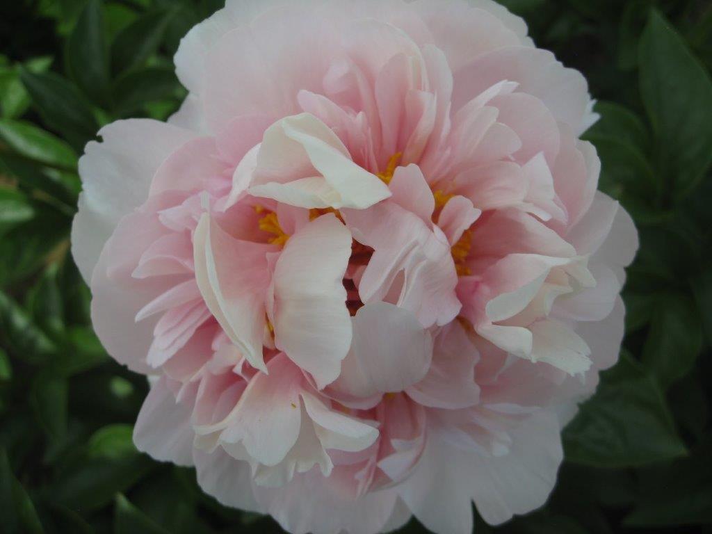 Pink Supreme unique peony petal structure. An Oregon Perennial introduction. 