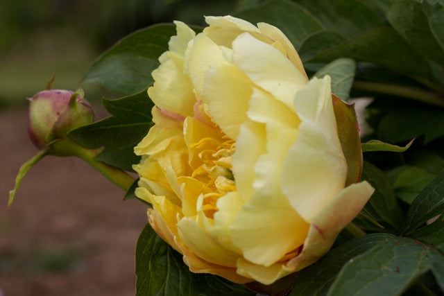 Prairie Charm - Brooks Gardens Peonies 