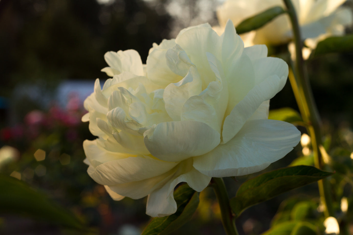 Prairie Moon yellow peony - Brooks Gardens Peonies