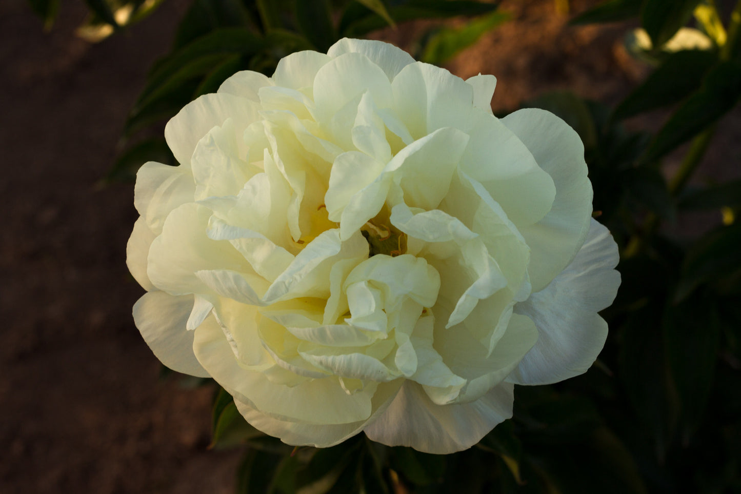 Prairie Moon soft yellow peony plant roots for sale - Brooks Gardens Peonies 