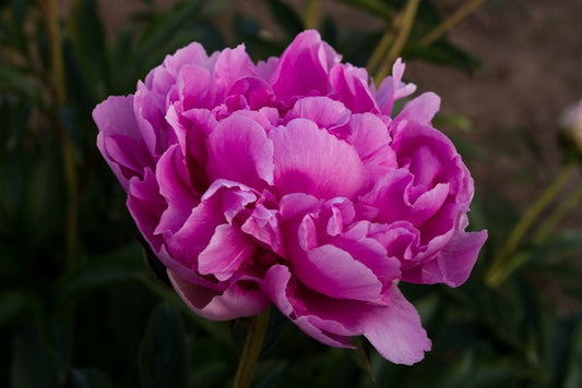 Queen of Hamburg - Brooks Gardens Peonies 