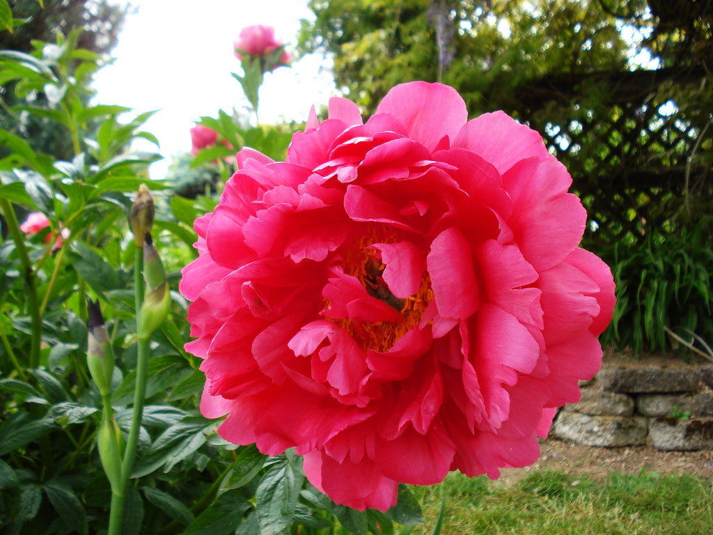 Raspberry Charm peony roots for sale - Brooks Gardens Peonies 