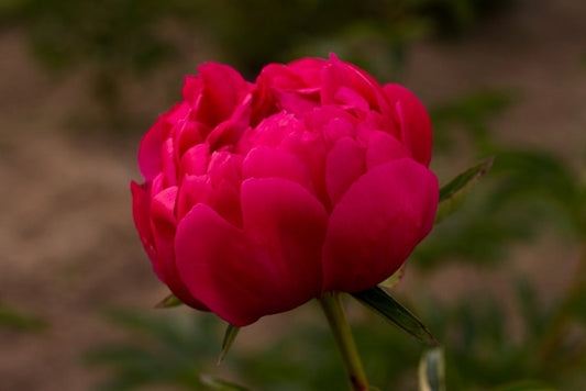 Raspberry Charm peony- Brooks Gardens Peonies