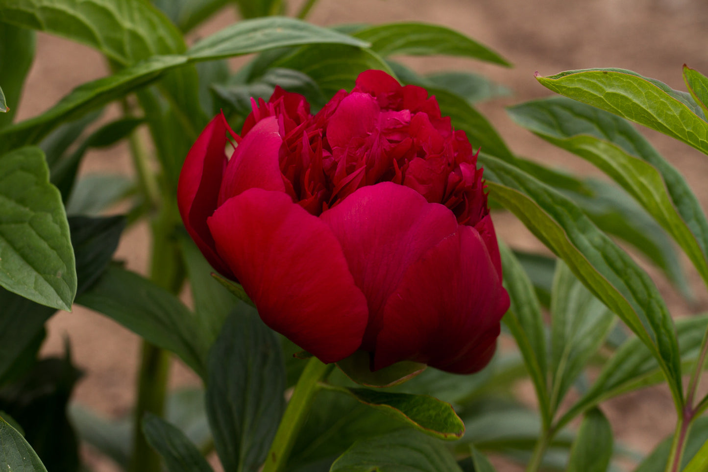 A bud of Red Charm peony plant is starting to open - photo©Brooks Gardens, Oregon peony farm