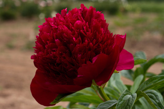 A big, best red peony Red Charm. Roots and plants for sale at Brooks Gardens Oregon peony farm. 