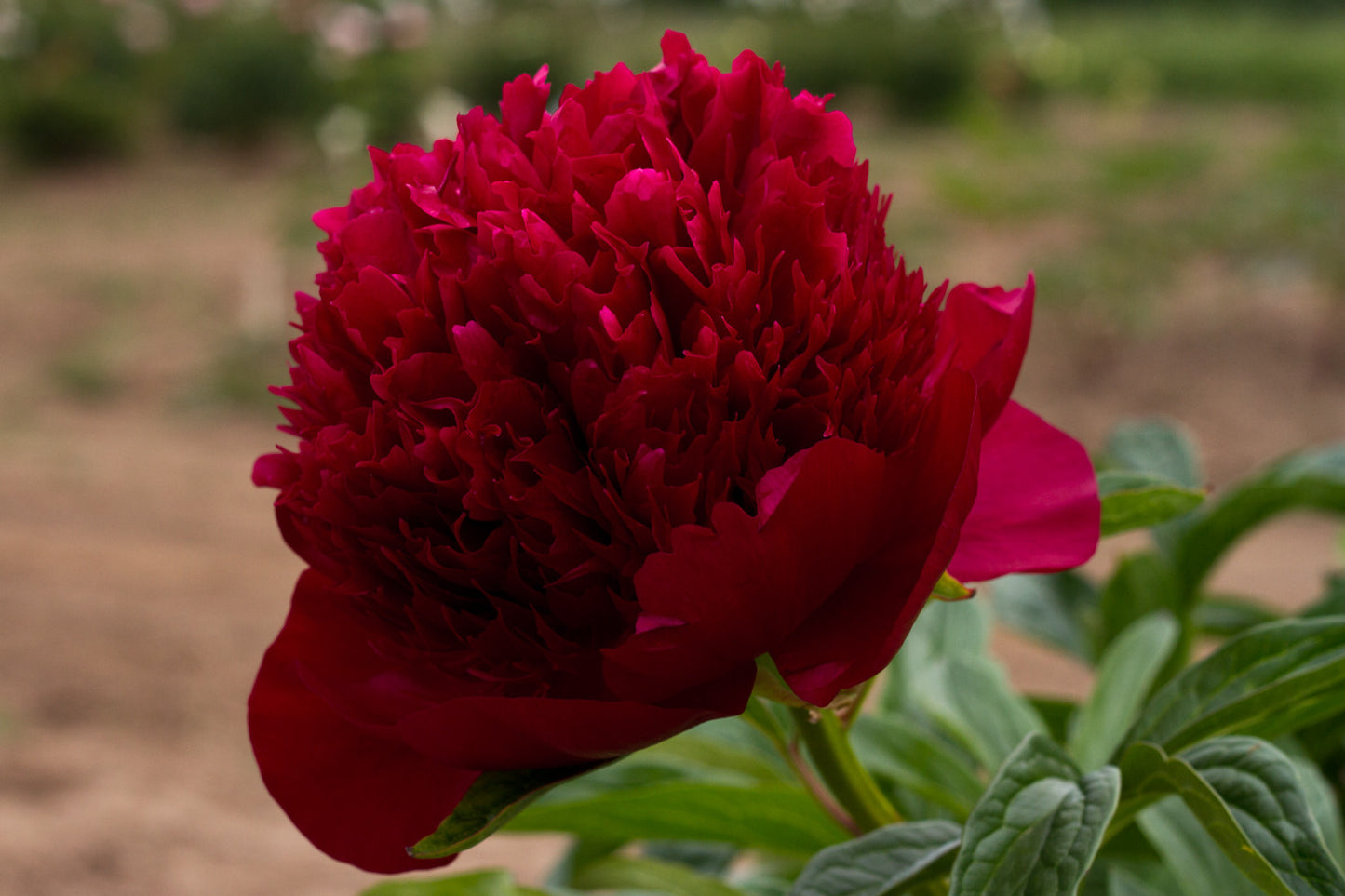 Ved navn folder bede Red Charm bare root peony plants for sale. Favorite red peonies. Order to  plant. – Brooks Gardens Peonies