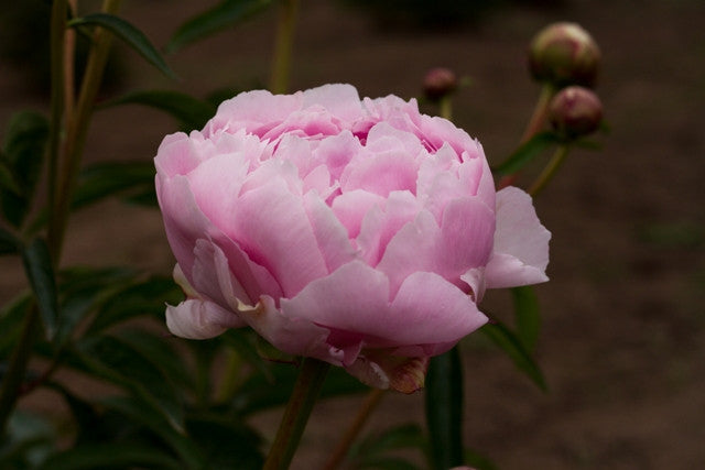 Reine Deluxe - Brooks Gardens Peonies 