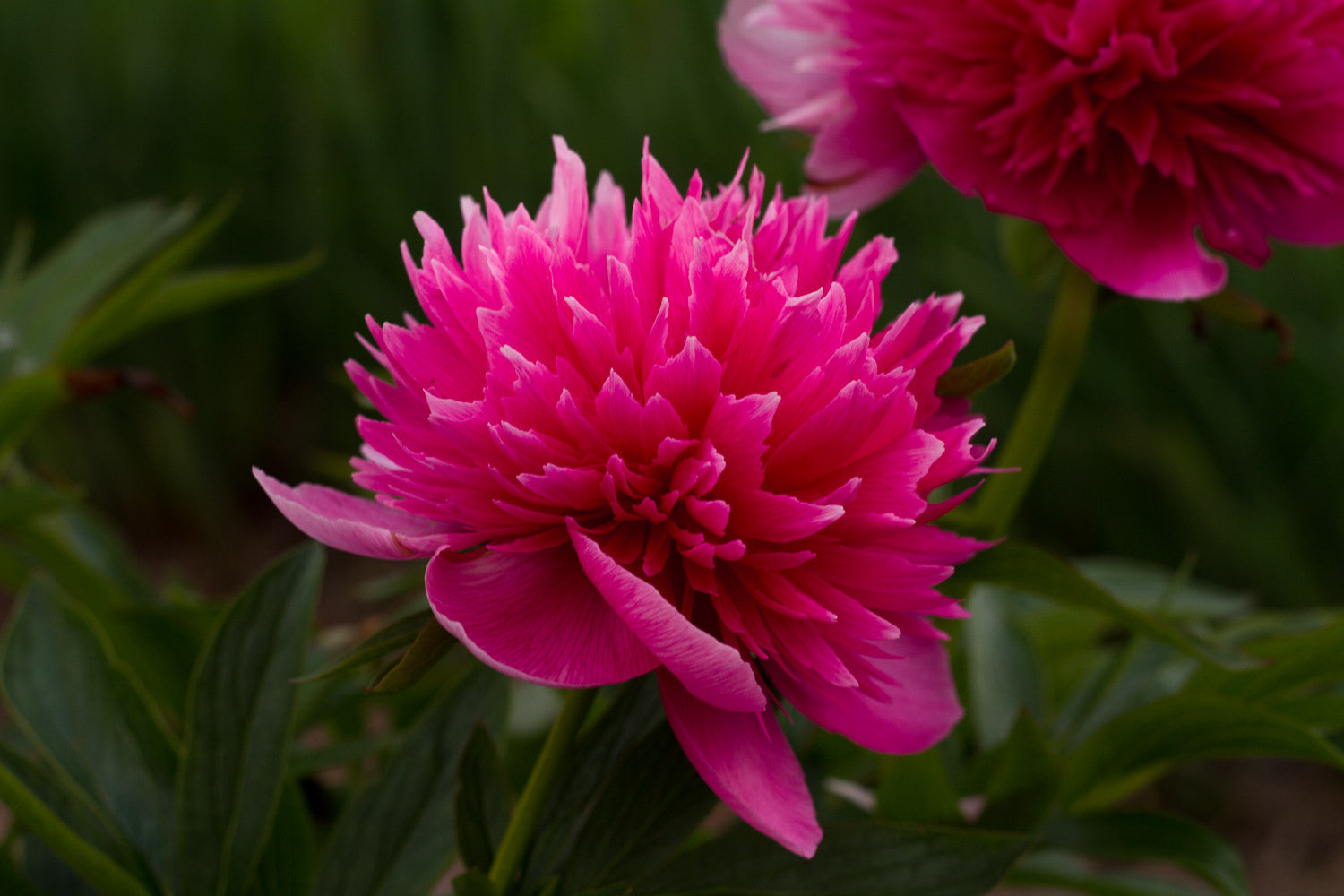 Rosea Plena officinalis pink peony Brooks Gardens
