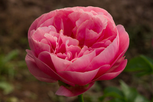 Salmon Dream peony at Brooks Gardens