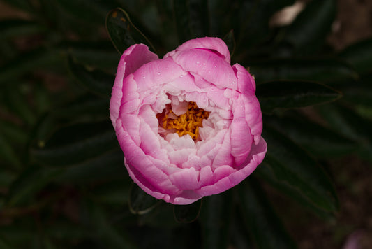 Sandra Marie peony - photo©Brooks Gardens, Oregon 