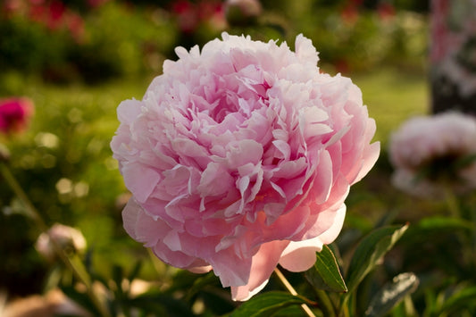 Big pink Sarah Bernhardt peony. Roots and plants at Brooks Gardens. The wedding peonies.  Photo©Brooks Gardens, Oregon 