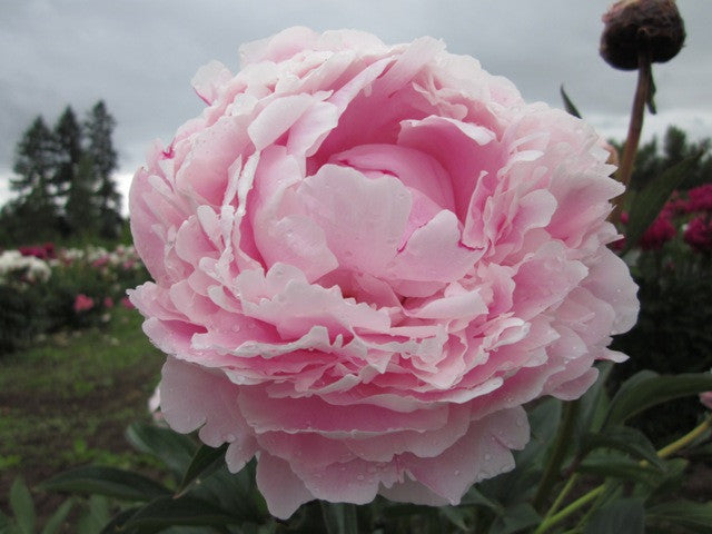 Fluffy, fragrant Sarah Bernhardt pink peony - photo©Brooks Gardens, Oregon 