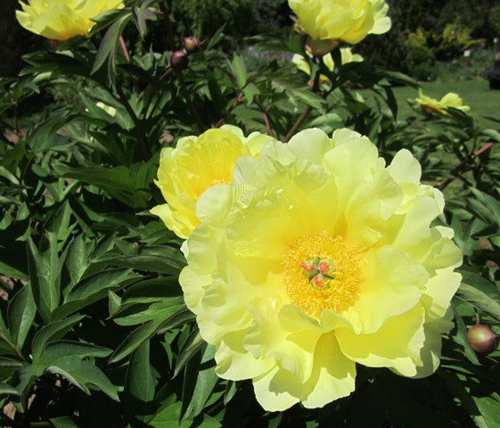 Sequestered Sunshine yellow Itoh peony - photo©Brooks Gardens, Oregon 