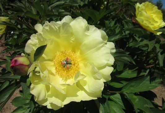 Sequestered Sunshine best pure yellow Itoh peony. Photo©Brooks Gardens, Oregon 