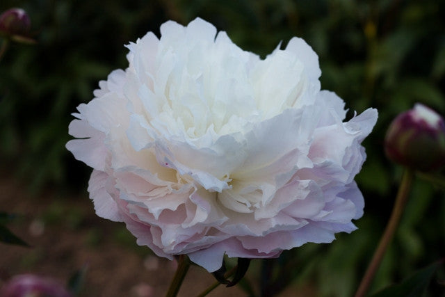 Shirley Temple - Brooks Gardens Peonies 