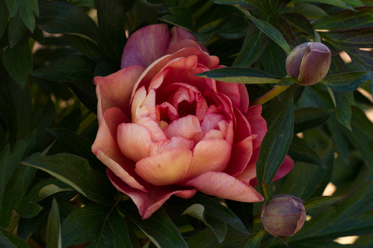 Singing in the Rain intersectional Itoh peony - photo©Brooks Gardens, Oregon 