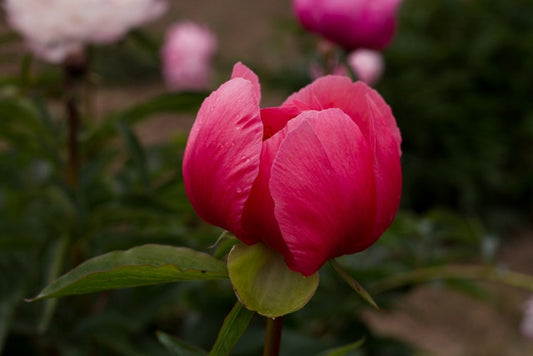 Strawberry Wine unique red color peony - Brooks Gardens Peonies