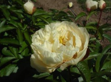 Sunny Girl - Brooks Gardens Peonies 