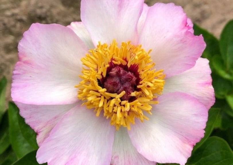 Tranquil Dove peony perfection