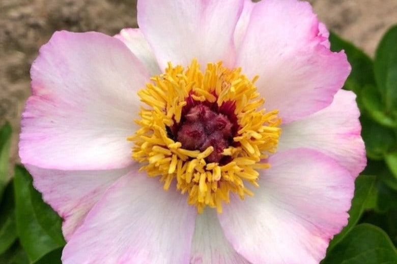 Tranquil Dove peony perfection