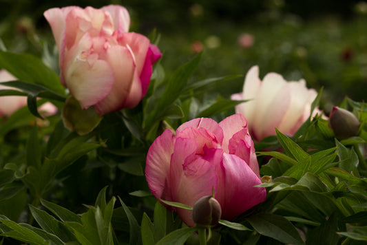 Magical Mystery Tour - Brooks Gardens Peonies 