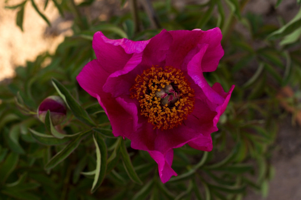Villosa - Brooks Gardens Peonies 