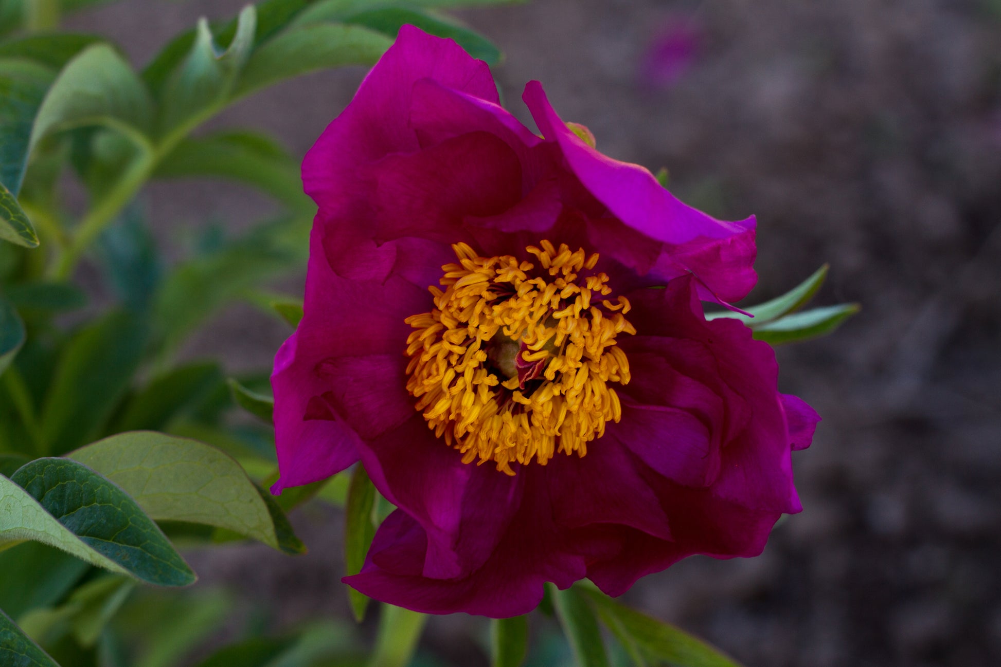 Paeonia villosa photo@brooksgardens peony farm