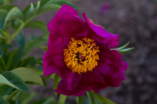Paeonia villosa photo@brooksgardens peony farm