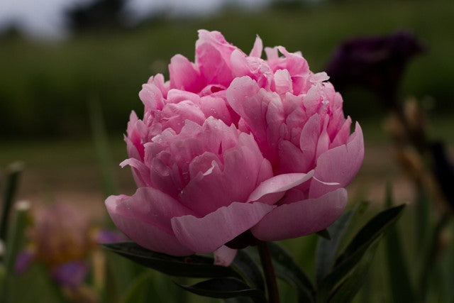 Walter Faxon peony -  photo ©Brooks Gardens, Oregon 
