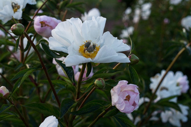White Innocence, a unique, tall whispy Saunders peony. - Brooks Gardens Peonies 