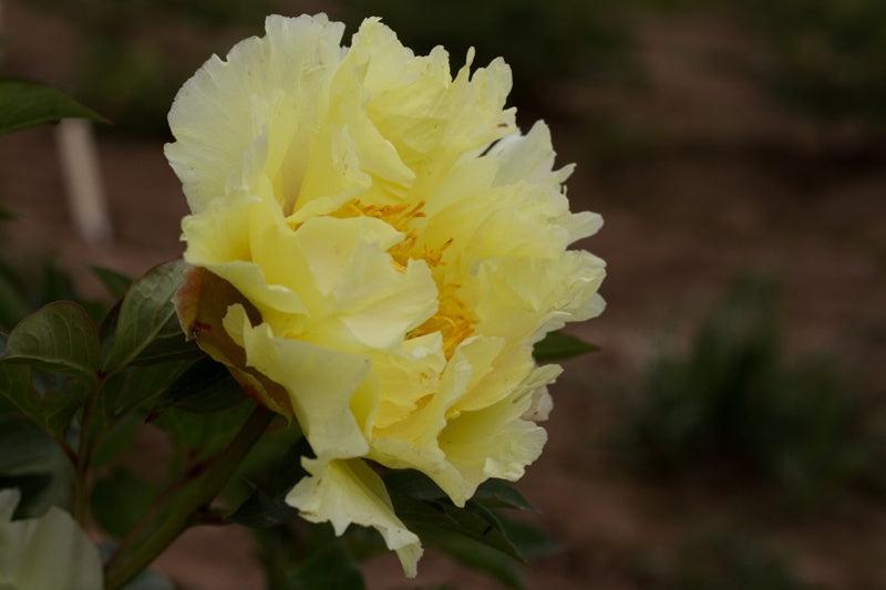 Yellow Dream Itoh peony flower photo @brooks gardens