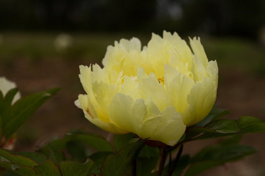 Yellow Dream Itoh peony - photo©Brooks Gardens, Oregon 