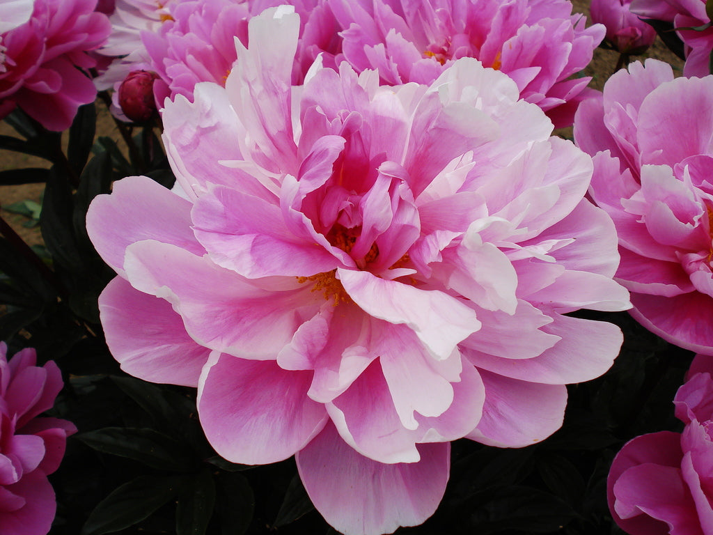 Bev - Brooks Gardens Peonies 