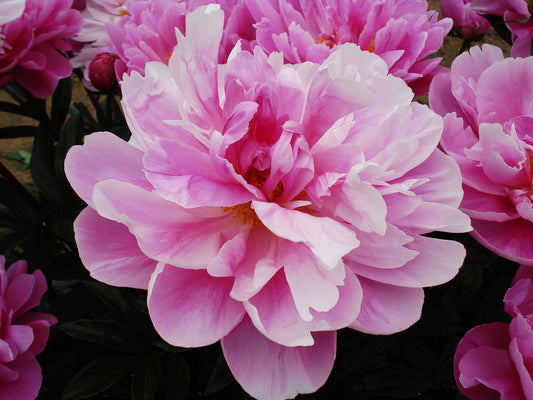 Bev - Brooks Gardens Peonies 