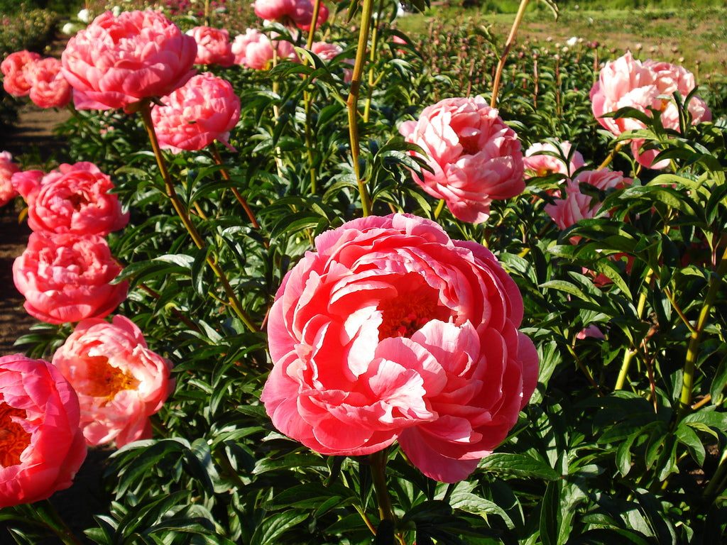  Coral Charm peony plant, order roots from Brooks Gardens, Oregon 