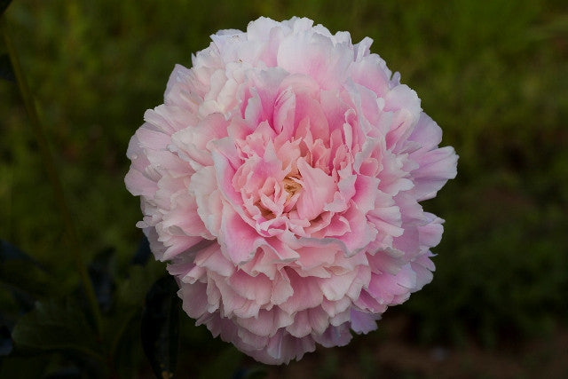 Cornelia Shaylor - Brooks Gardens Peonies 